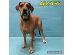 Adopt JUNO a Brown/Chocolate Great Dane / Mixed dog in San Antonio