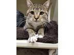 Adopt Leonid a Domestic Shorthair / Mixed (short coat) cat in Park City