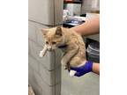 Adopt 1138624 a Orange or Red Domestic Shorthair / Mixed (short coat) cat in