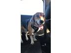 Adopt Scooter a Tricolor (Tan/Brown & Black & White) Beagle / Mixed dog in