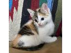 Adopt Barbara Waddles 1 a Domestic Shorthair / Mixed cat in Austin