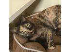 Adopt Corazoncito a Domestic Shorthair / Mixed cat in Austin, TX (33692426)