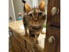 Adopt Work a Domestic Shorthair / Mixed cat in Austin, TX (33692424)