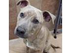 Adopt Prince JE a Brindle Pit Bull Terrier / Mixed dog in Portland