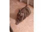 Adopt Faith a Gray or Blue Korat / Mixed (short coat) cat in Edison