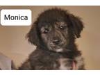 Adopt Monica a Black - with Tan, Yellow or Fawn German Shepherd Dog / Great