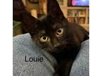 Adopt Louie Armstrong a Domestic Shorthair / Mixed cat in Tallahassee