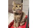 Adopt Ollie a Spotted Tabby/Leopard Spotted Domestic Longhair / Mixed cat in
