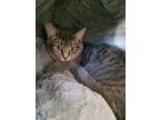 Adopt Jamie a Spotted Tabby/Leopard Spotted Domestic Shorthair / Mixed cat in