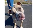 Adopt Arturo a Tan/Yellow/Fawn Pit Bull Terrier / Mixed dog in Marana