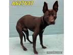 Adopt HUDSON a Black Labrador Retriever / Husky / Mixed dog in San Antonio