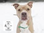 Adopt BUTTERS (BUTTER CUP) a Tan/Yellow/Fawn Pit Bull Terrier / Mixed dog in