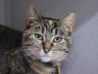 Adopt MEOWTWO a Domestic Mediumhair / Mixed (medium coat) cat in Denver