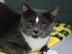 Adopt FRANKLIN a Gray or Blue Domestic Mediumhair / Mixed (medium coat) cat in