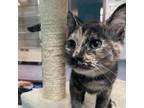 Adopt Caitlin a Tortoiseshell Domestic Shorthair / Mixed cat in Gainesville