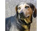 Adopt Puzzle a Black - with Tan, Yellow or Fawn Black and Tan Coonhound / Mixed