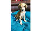 Adopt Glenn Curtiss a Golden Retriever dog in Windsor, CO (33692242)