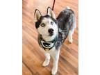 Adopt Blazer a White Husky / Mixed dog in Green Bay, WI (33692178)