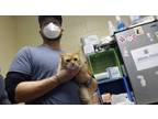Adopt TIMOTHY a Orange or Red Domestic Shorthair / Mixed (short coat) cat in