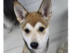 Adopt Seri a Jindo / Mixed dog in San Ramon, CA (33692148)
