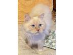 Adopt Peyton a Cream or Ivory (Mostly) Himalayan (long coat) cat in Nashville