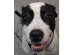 Adopt Ella a Mixed Breed (Medium) / Mixed dog in Spokane Valley, WA (33691517)