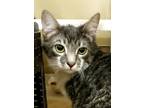 Adopt Niko a Domestic Shorthair / Mixed cat in Spokane Valley, WA (33691514)
