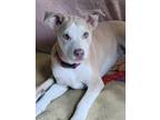 Adopt Alka a White - with Tan, Yellow or Fawn Husky / Boxer / Mixed dog in