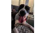 Adopt Leo a Black - with White American Pit Bull Terrier / Terrier (Unknown