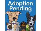 Adopt Snoopy a Black Great Dane / Mixed dog in Seattle, WA (33689908)
