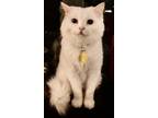 Adopt Ice a White Domestic Longhair / Mixed (long coat) cat in Hudson
