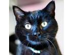 Adopt Jynx a All Black Domestic Shorthair / Mixed cat in Jefferson City