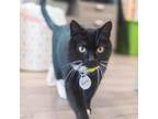 Adopt Agatha a All Black Domestic Shorthair / Mixed cat in American Fork