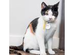 Adopt Venus a Calico or Dilute Calico Domestic Shorthair / Mixed cat in American