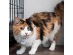 Adopt Sunset a Calico or Dilute Calico Domestic Mediumhair / Mixed cat in