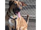 Adopt Juno a Brown/Chocolate Australian Shepherd / Mixed dog in Riverside