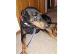 Adopt Comet a Black - with Tan, Yellow or Fawn Doberman Pinscher / Mixed dog in
