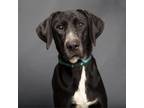 Adopt Kinder a Black Labrador Retriever / Weimaraner / Mixed dog in Franklin