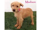 Adopt Madison a Tan/Yellow/Fawn Jack Russell Terrier / Mixed dog in San Diego