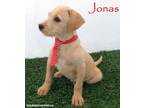 Adopt Jonas a Tan/Yellow/Fawn Jack Russell Terrier / Mixed dog in San Diego