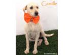 Adopt Camille a Tan/Yellow/Fawn Labrador Retriever / Terrier (Unknown Type