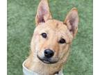Adopt Garey a Jindo / Mixed dog in San Ramon, CA (33691322)