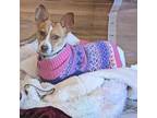 Adopt Naomi a Rat Terrier / Mixed dog in Bartlett, IL (33691317)