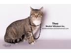 Adopt THEO a Gray, Blue or Silver Tabby Abyssinian (short coat) cat in HEMET