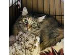 Adopt Honeydew a Brown Tabby Domestic Mediumhair / Mixed cat in Oakland