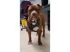 Adopt Lewis a Red/Golden/Orange/Chestnut Pit Bull Terrier / Mixed dog in