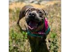 Adopt Coryn a Brindle American Staffordshire Terrier / Mixed dog in Newark