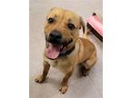 Adopt Sonny a Tan/Yellow/Fawn Retriever (Unknown Type) / Chow Chow / Mixed dog