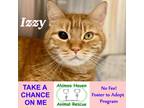 Adopt Izzy a Orange or Red Domestic Shorthair / Mixed (short coat) cat in