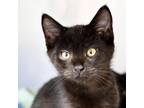 Adopt Perseus a All Black Domestic Shorthair / Mixed cat in Cumming